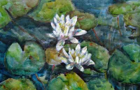 Witte Waterlelie